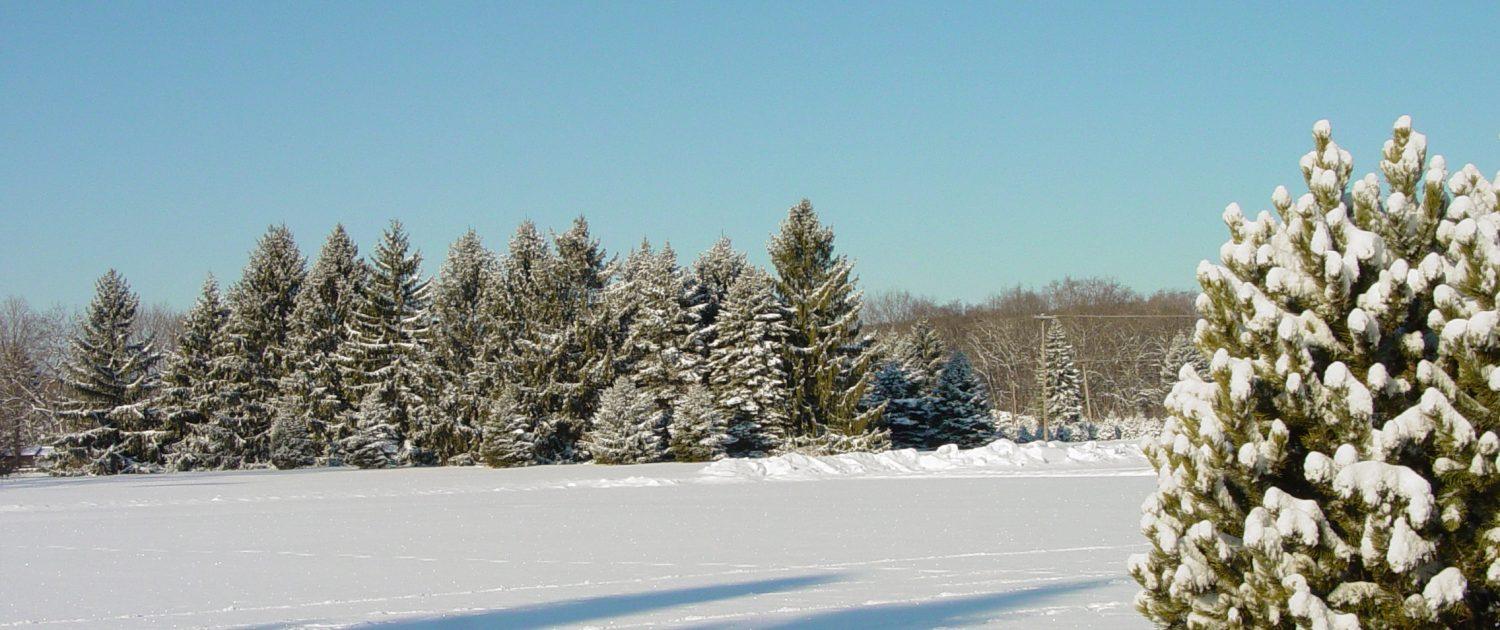 Rows of evergreens at the abbey Christmas tree farm