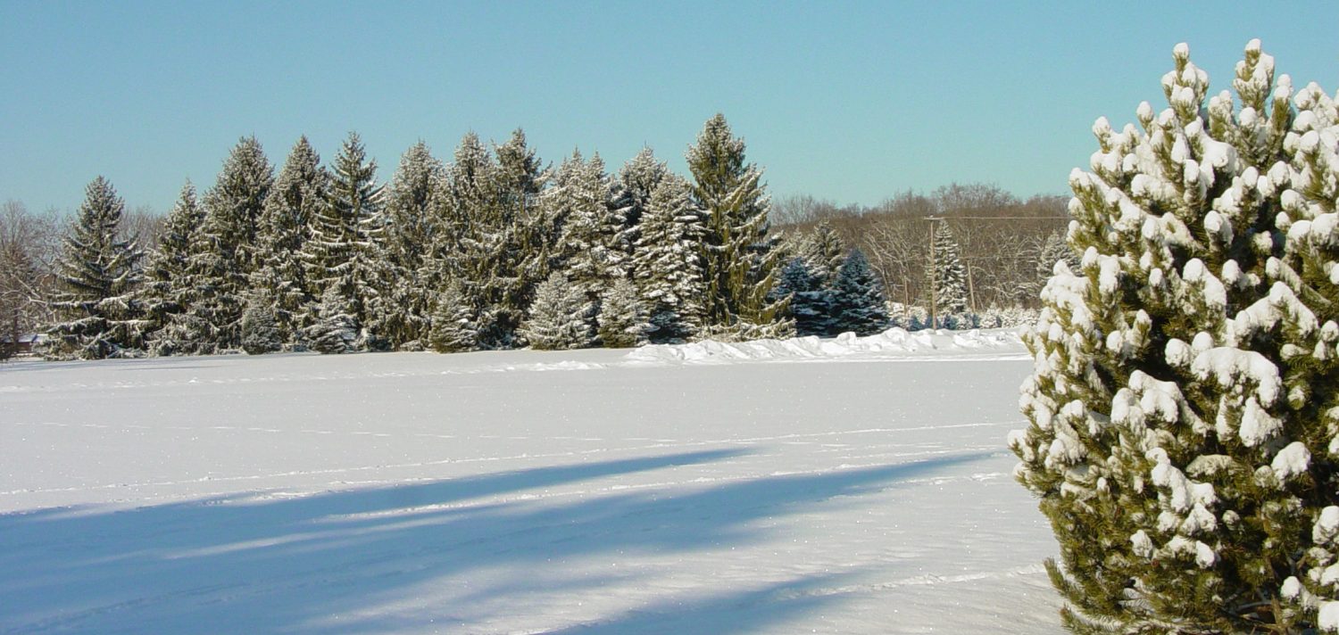 The abbey Christmas tree farm